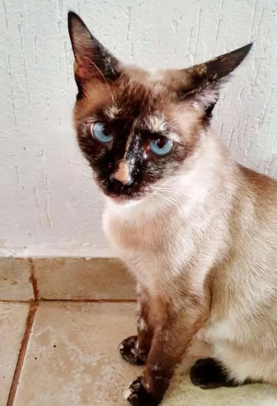 Cachorro ra a SRD idade 3 anos nome Belinha