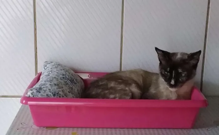 Cachorro ra a SRD idade 3 anos nome Belinha