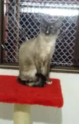 Belinha