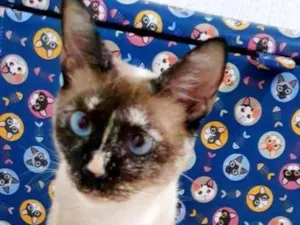 Cachorro raça SRD idade 3 anos nome Belinha