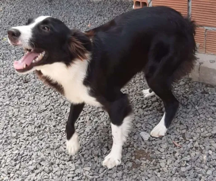 Cachorro ra a Border Collie idade 7 a 11 meses nome Catrina