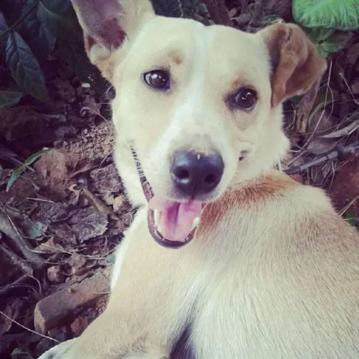 Cachorro ra a Vira lata idade 6 ou mais anos nome Sophia