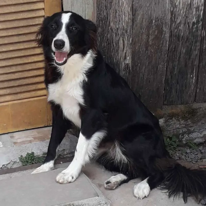 Cachorro ra a Border Collie idade 7 a 11 meses nome Catrina