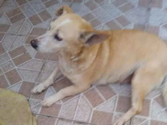 Cachorro ra a Vira lata idade 6 ou mais anos nome Sophia