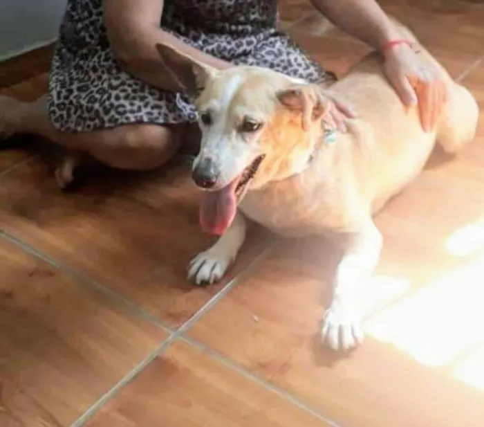 Cachorro ra a Vira lata idade 6 ou mais anos nome Sophia