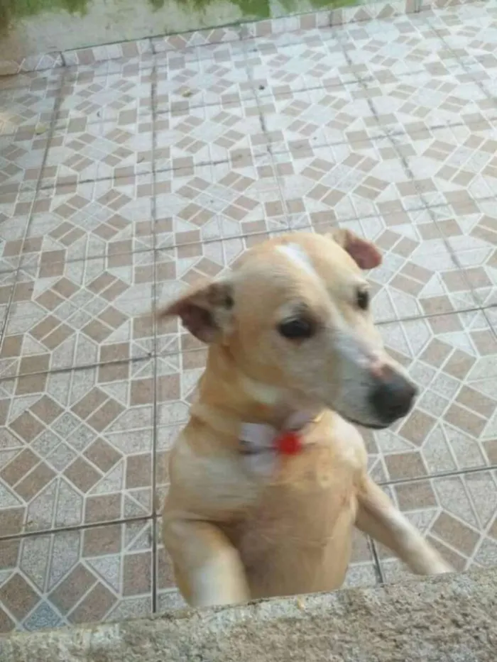 Cachorro ra a Vira lata idade 6 ou mais anos nome Sophia