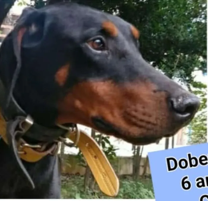 Cachorro raça Dobermann idade 6 ou mais anos nome Poseidon