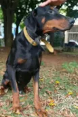 Cachorro raça Dobermann idade 6 ou mais anos nome Poseidon