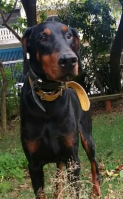 Cachorro raça Dobermann idade 6 ou mais anos nome Poseidon