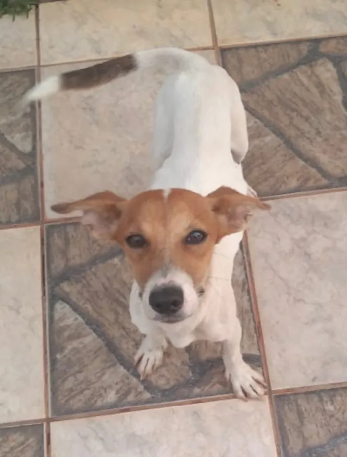 Cachorro ra a SRD idade 1 ano nome Snoop