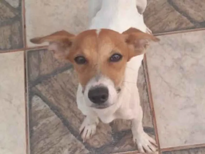 Cachorro ra a SRD idade 1 ano nome Snoop