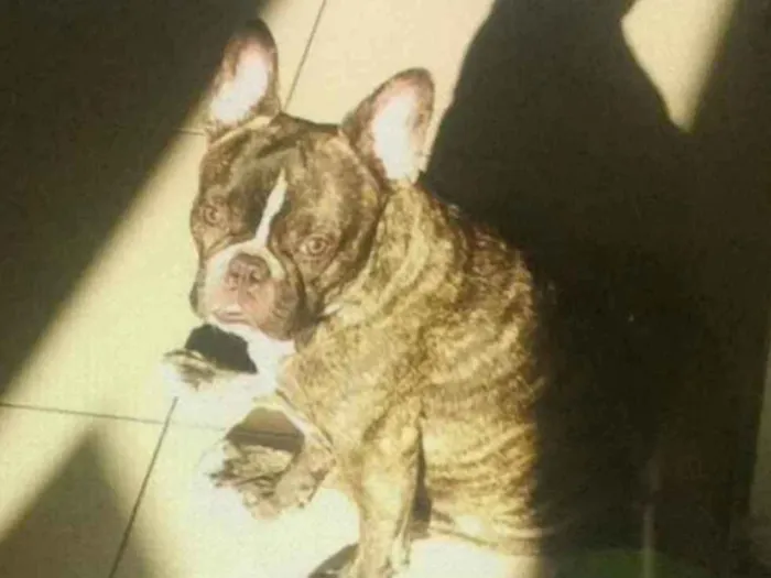 Cachorro ra a Bulldog Francês idade 2 anos nome Bud (pronuncia Bãdi)