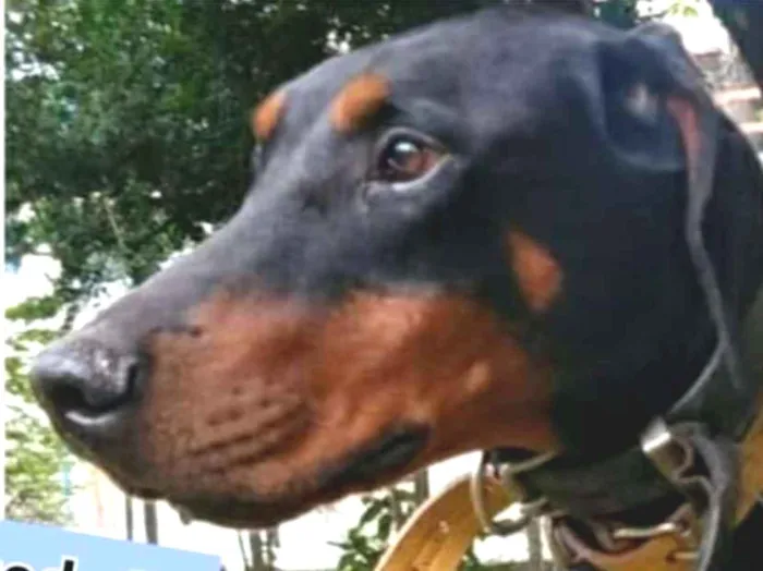 Cachorro raça Dobermann idade 6 ou mais anos nome Poseidon