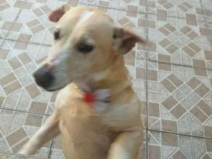 Cachorro ra a Vira lata idade 6 ou mais anos nome Sophia