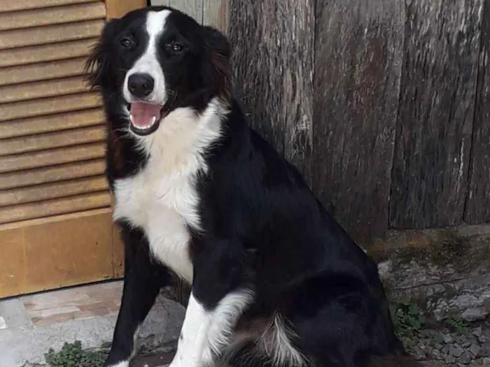 Cachorro ra a Border Collie idade 7 a 11 meses nome Catrina
