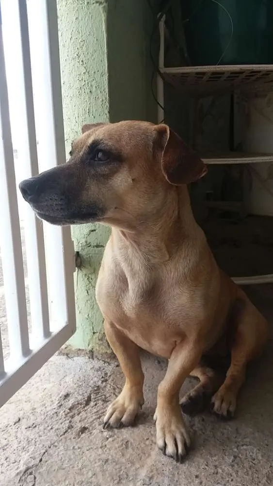 Cachorro ra a Vira lata  idade 2 anos nome Sem Nome