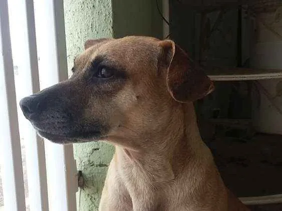 Cachorro ra a Vira lata  idade 2 anos nome Sem Nome