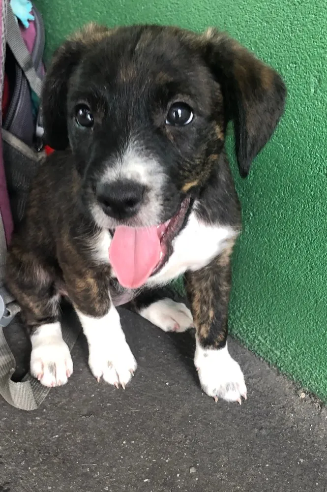 Cachorro ra a Sem raça definida idade Abaixo de 2 meses nome Sem nome