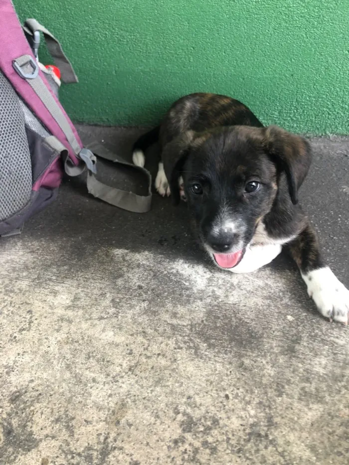 Cachorro ra a Sem raça definida idade Abaixo de 2 meses nome Sem nome