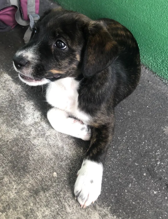 Cachorro ra a Sem raça definida idade Abaixo de 2 meses nome Sem nome