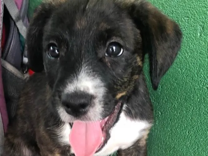 Cachorro ra a Sem raça definida idade Abaixo de 2 meses nome Sem nome