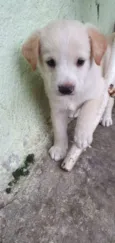 São cha. pelas cores