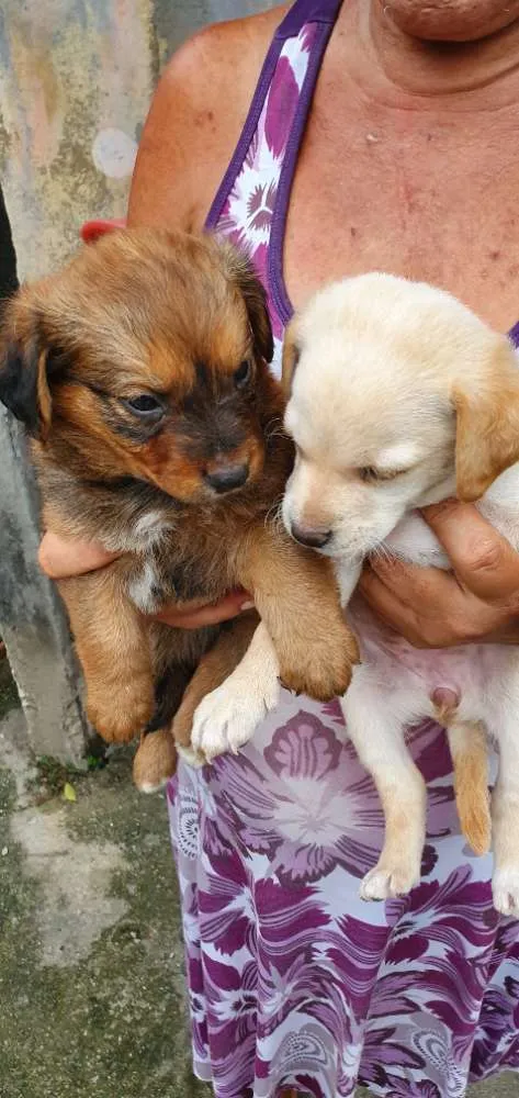 Cachorro ra a Misturados vira-lata com labra idade 2 a 6 meses nome São cha. pelas cores