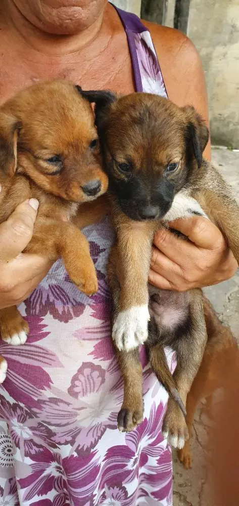 Cachorro ra a Misturados vira-lata com labra idade 2 a 6 meses nome São cha. pelas cores