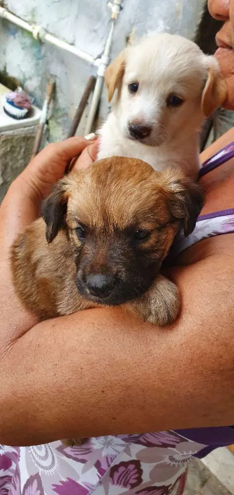 Cachorro ra a Misturados vira-lata com labra idade 2 a 6 meses nome São cha. pelas cores