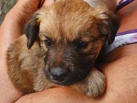 Cachorro ra a Misturados vira-lata com labra idade 2 a 6 meses nome São cha. pelas cores