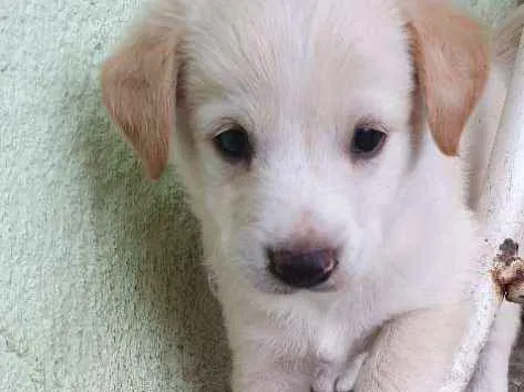 Cachorro ra a Misturados vira-lata com labra idade 2 a 6 meses nome São cha. pelas cores