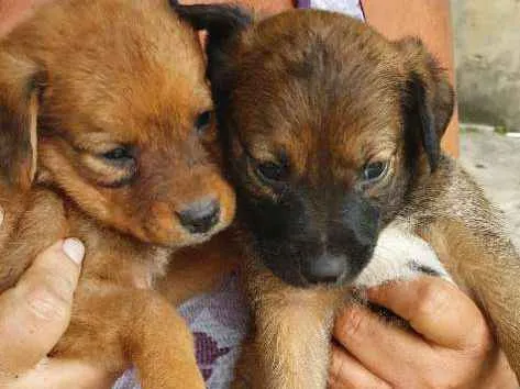Cachorro ra a Misturados vira-lata com labra idade 2 a 6 meses nome São cha. pelas cores