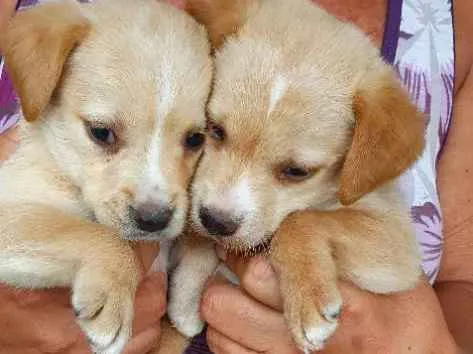 Cachorro ra a Misturados vira-lata com labra idade 2 a 6 meses nome São cha. pelas cores