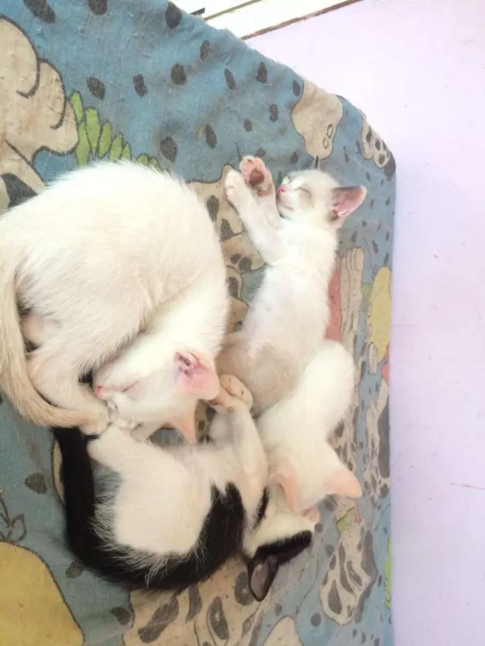 Gato ra a Viralata idade Abaixo de 2 meses nome Filhotes