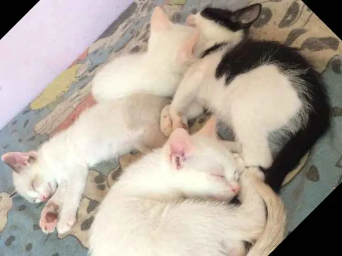 Gato ra a Viralata idade Abaixo de 2 meses nome Filhotes