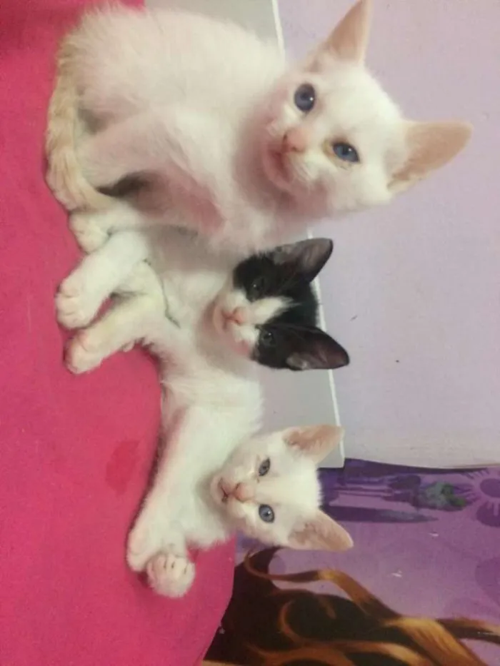 Gato ra a Viralata idade Abaixo de 2 meses nome Filhotes