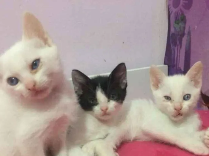 Gato ra a Viralata idade Abaixo de 2 meses nome Filhotes
