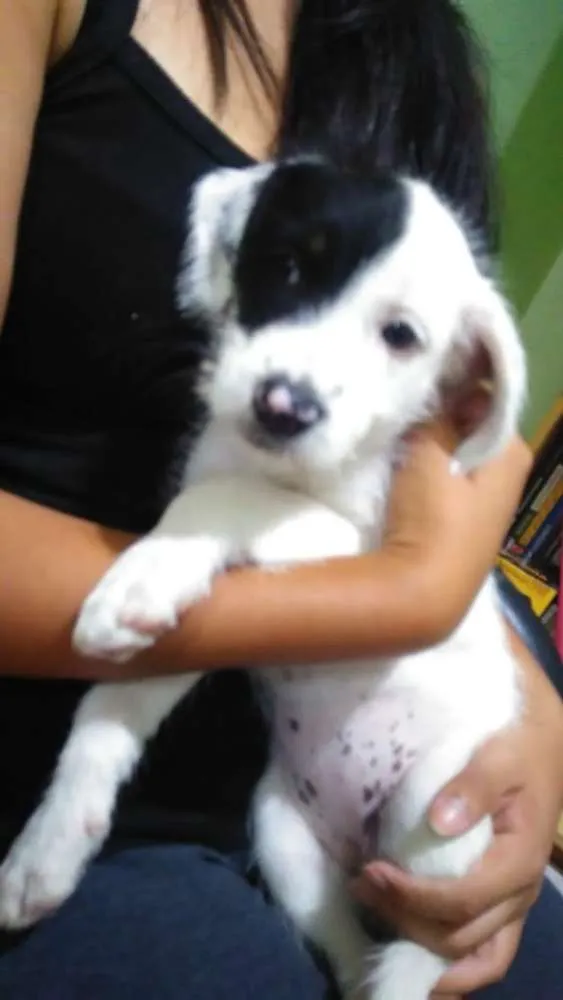 Cachorro ra a Sem raça definida idade 2 a 6 meses nome 3 fêmeas