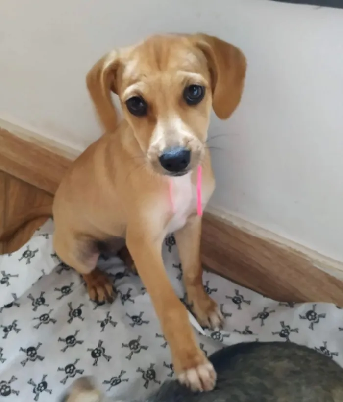 Cachorro ra a SRD idade 2 a 6 meses nome Mel 