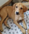 Leaozinho 