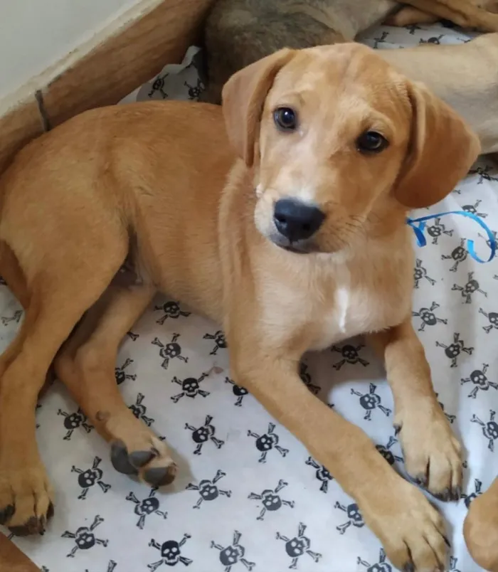Cachorro ra a SRD idade 2 a 6 meses nome Leaozinho 