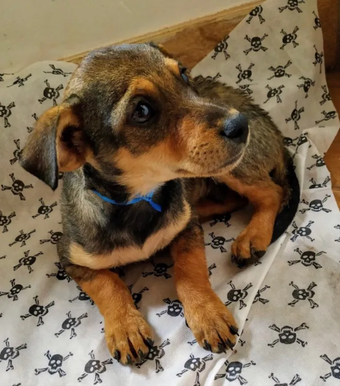 Cachorro ra a SRD idade 2 a 6 meses nome Hulk 