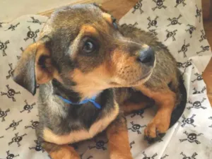 Cachorro raça SRD idade 2 a 6 meses nome Hulk 
