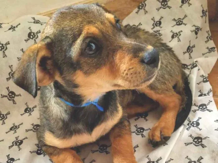 Cachorro ra a SRD idade 2 a 6 meses nome Hulk 