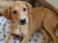 Leaozinho 