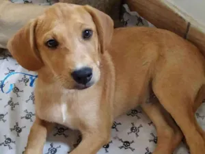 Cachorro raça SRD idade 2 a 6 meses nome Leaozinho 