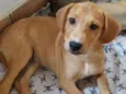 Leaozinho 