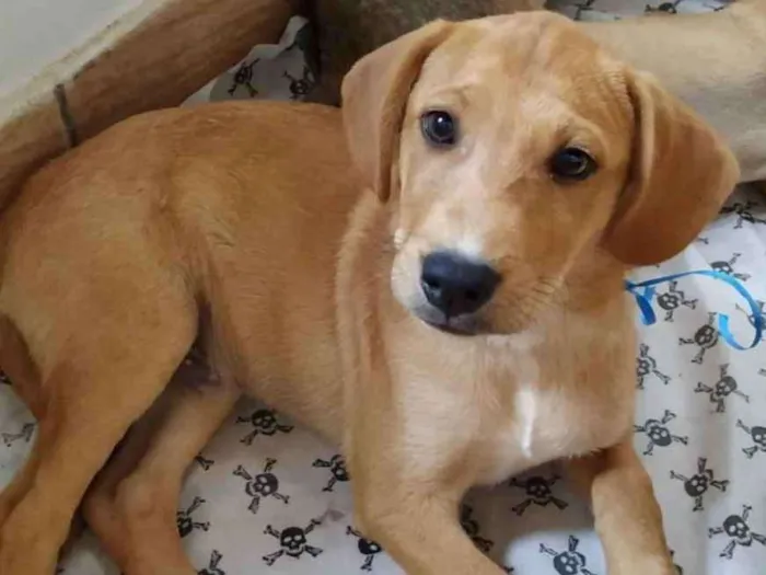 Cachorro ra a SRD idade 2 a 6 meses nome Leaozinho 