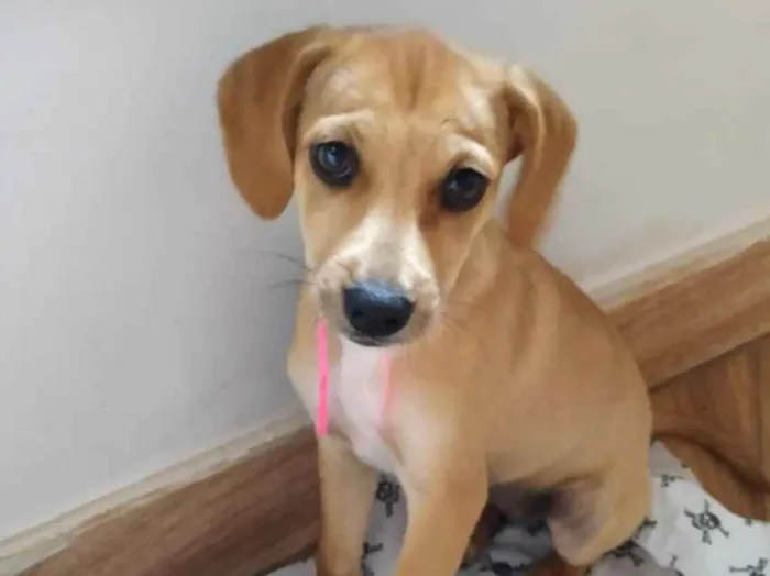 Cachorro ra a SRD idade 2 a 6 meses nome Mel 