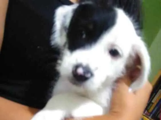 Cachorro ra a Sem raça definida idade 2 a 6 meses nome 3 fêmeas